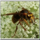 Dolichovespula media - Mittlere Wespe 07.jpg